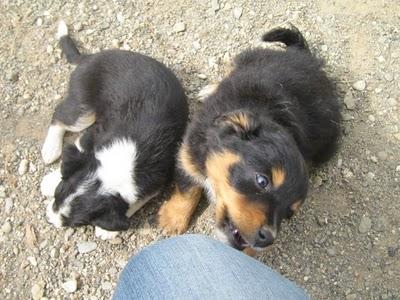 Cachorros al borde la muerte