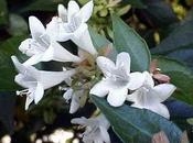 Abelia grandiflora