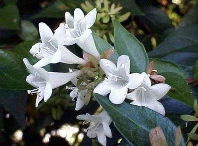 Abelia - Abelia grandiflora