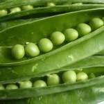 Verduras de primavera: Habas y guisantes