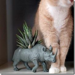 plaidpigeon04_rect540 plaidpigeon04_rect540