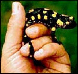 persona con una salamandra en la mano