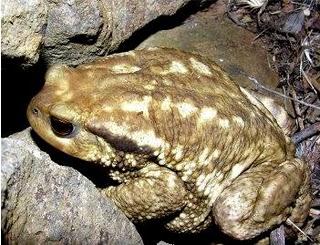 Bufo-Bufa