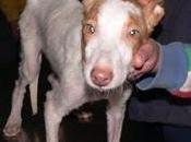 Chesco, algo saco huesos tesoro