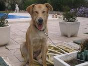 Historias adoptados. Miguelito