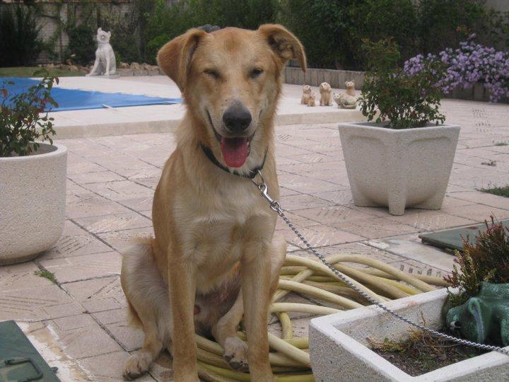 Historias de adoptados. Miguelito