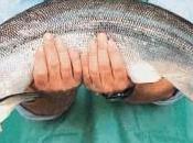 consumo Omega disminuye riesgo problemas maculares mujeres