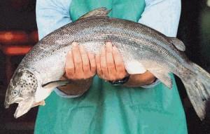 El consumo de Omega 3 disminuye el riesgo de problemas maculares en mujeres