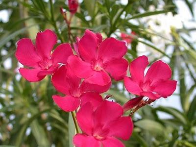 Laurel Rosa - Nerium oleander