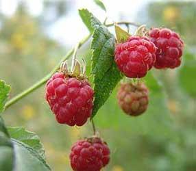 http://articulos.infojardin.com/Frutales/fichas/foto-frutales/rubus-idaeus-frambueas.jpg