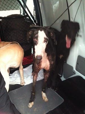 NOVEDADES, URGENTISIMO!!! MADRID, CINCO GALGOS EN PELIGRO DE SACRIFICIO, TENEMOS UNA SEMANA PARA ENCONTRARLES CASA DE ACOGIDA O ADOPTANTE.