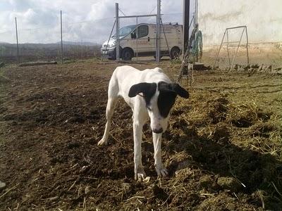 Pongo busca un hogar, URGENTE!‏