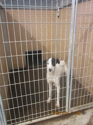 Pongo busca un hogar, URGENTE!‏