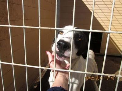 Pongo busca un hogar, URGENTE!‏