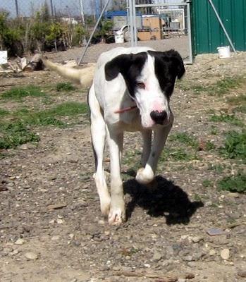 Pongo busca un hogar, URGENTE!‏