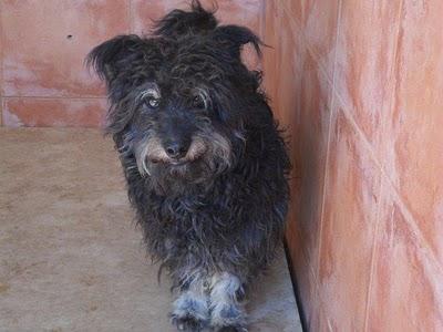 Totó, pequeño olvidado en la residencia canina.
