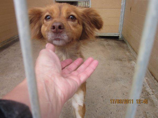 Se necesita acogida solo mes y medio para Kristy, perrita pequeña.