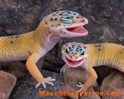 Lagartos Geckos, fotos
