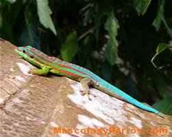 Lagartos Geckos, fotos