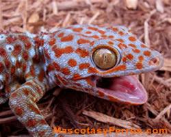 Lagartos Geckos, fotos