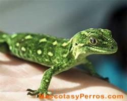 Lagartos Geckos, fotos