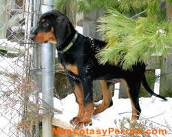 Black and Tan Coonhound fotos