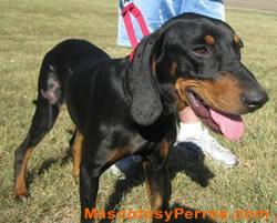 Black and Tan Coonhound fotos