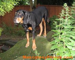 Black and Tan Coonhound fotos