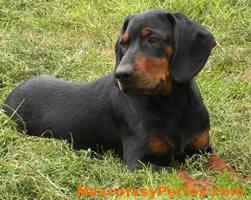 Black and Tan Coonhound fotos