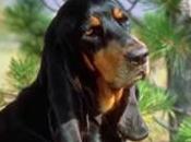 Black Coonhound