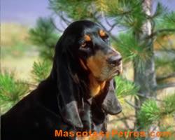 Black and Tan Coonhound fotos