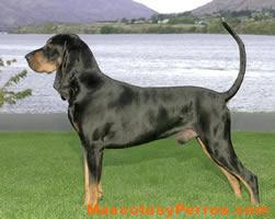 Black and Tan Coonhound fotos