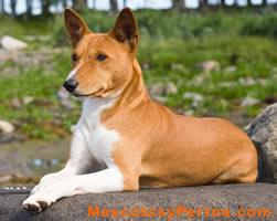 Basenji raza perros, fotos