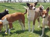 Basenji
