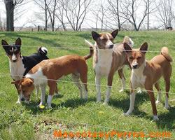 Basenji raza perros, fotos