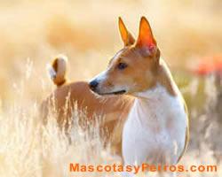 Basenji raza perros, fotos