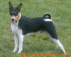 Basenji raza perros, fotos
