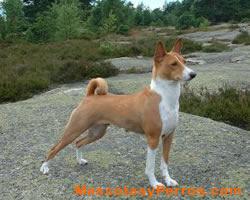 Basenji raza perros, fotos
