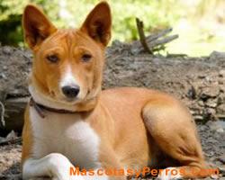 Basenji raza perros, fotos