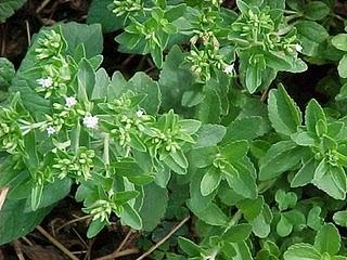 El timo de la Stevia rebaudiana