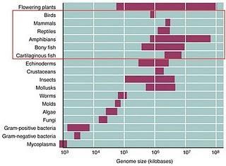 Paris Japonica: La planta con el mayor genoma conocido.