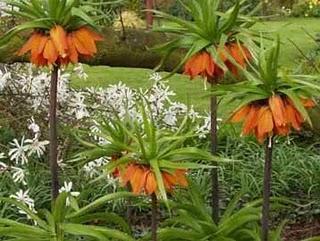 Paris Japonica: La planta con el mayor genoma conocido.