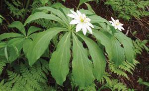 Paris Japonica: La planta con el mayor genoma conocido.