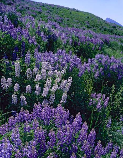 http://www.regensburgerphotography.com/images/galleries/nature/floral/lupines_crested_butte.jpg