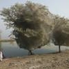 Fotos: Millones de arañas plagan árboles en Pakistán pero la gente está feliz