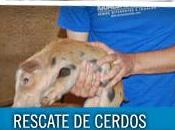 Granjas cerdos...
