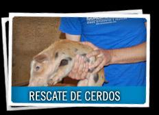 Granjas de cerdos...