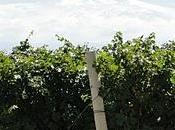 poder antioxidante Uva.