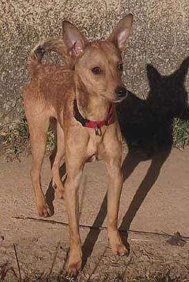 Bambi, buscar hogar. (Jaca)