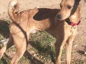 Bambi, buscar hogar. (Jaca)
